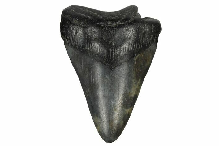 Bargain, Fossil Megalodon Tooth - South Carolina #172150